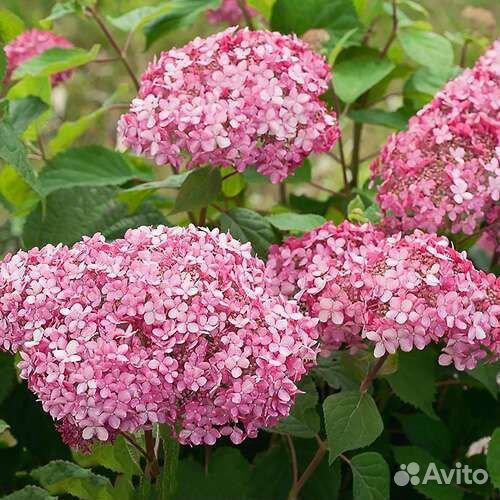 Руби Анабель