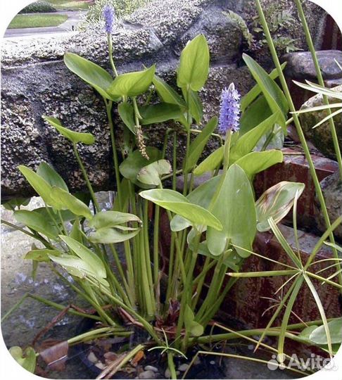 Корни понтедерии