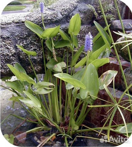 Корни понтедерии