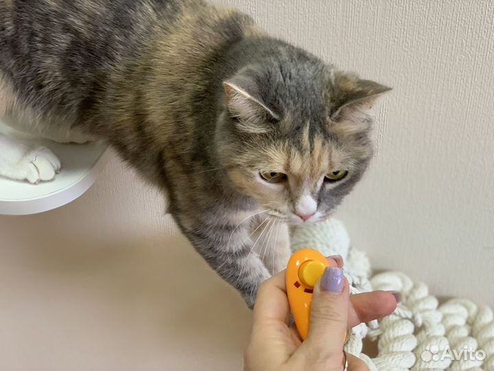 Зоопсихолог по кошкам Фелинолог Дрессировка кошек