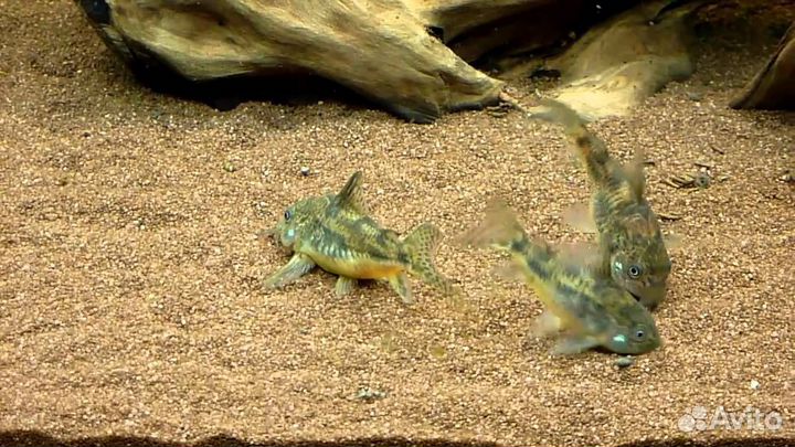 Сомик Коридорас Крапчатый (Corydoras Paleatus)