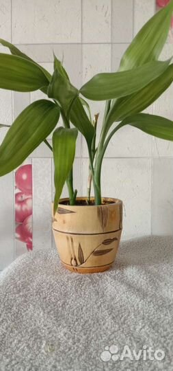 Драцена бамбук