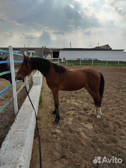 Конь Жеребец Лошадь