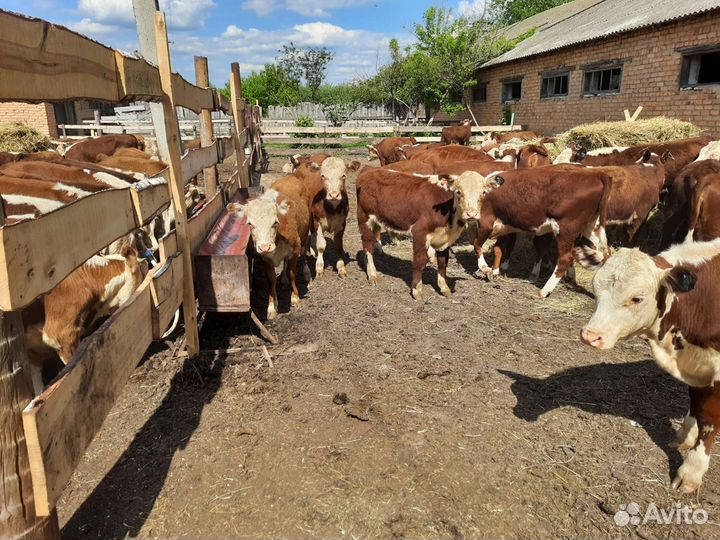 Тёлочки бычки герефорды казахские белоголовые
