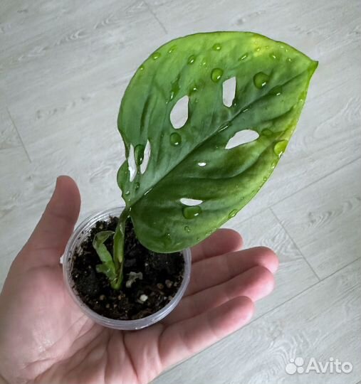 Монстера Манки Маск