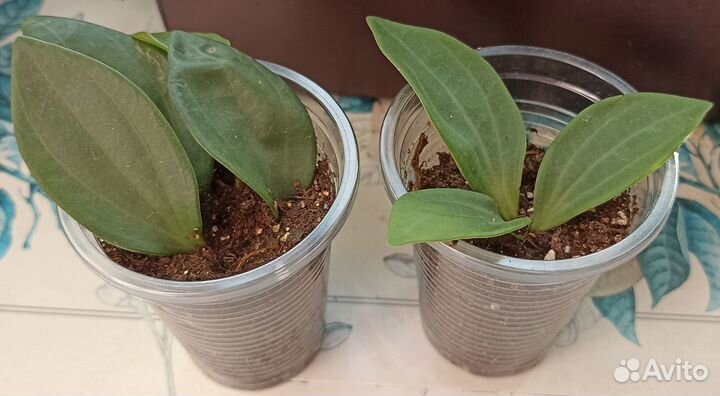 Сортовые традесканции, седум, пеперомия