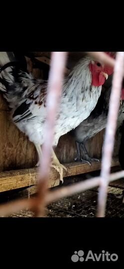 Петухи на племя,на мясо
