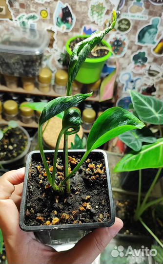 Эпипремнум Годзилла