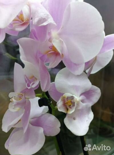 Семена орхидеи