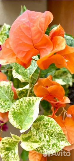 Бугенвиллия (укорененный черенок)