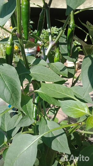 Перец острый