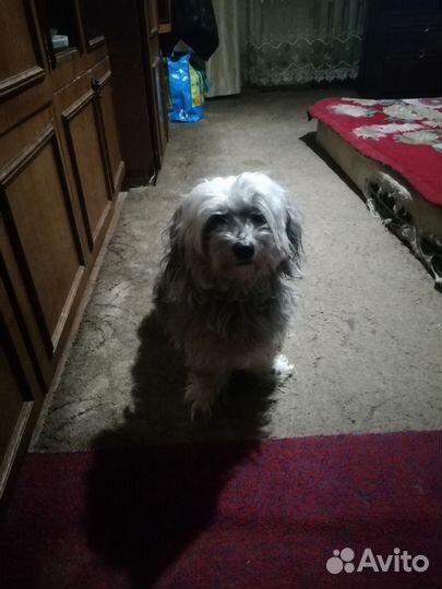 Собачка 5 лет