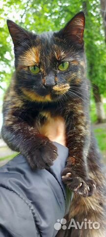 Кошечка