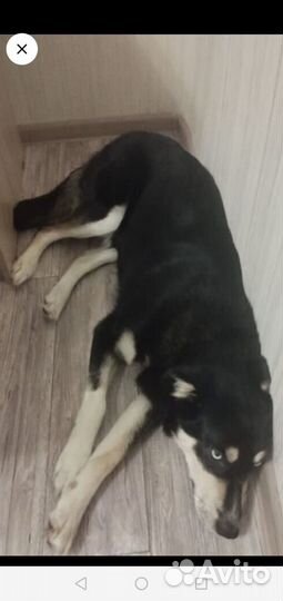 Метис хаски