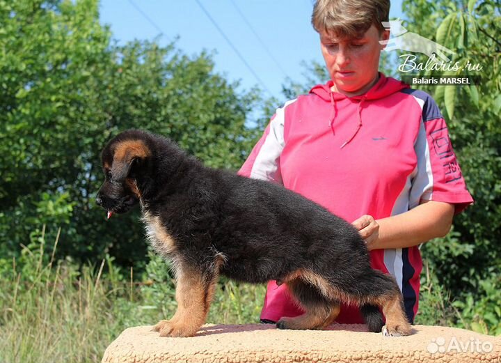 Щенки немецкой овчарки для разных целей, питомник