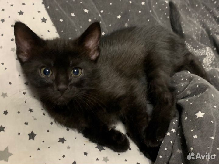 Черный котенок бесплатно