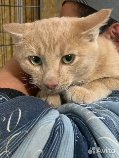 Котята, 3 и 5 мес