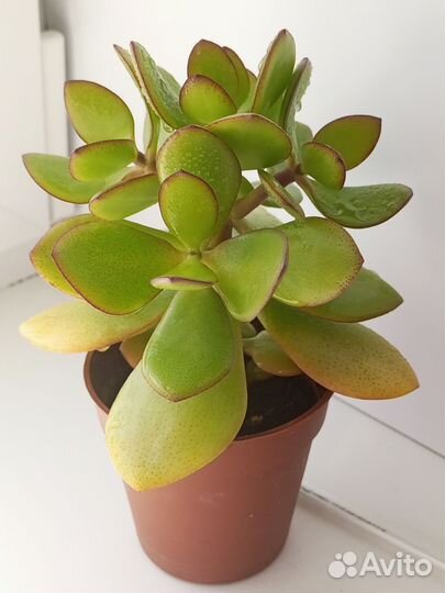 Крассула толстянка