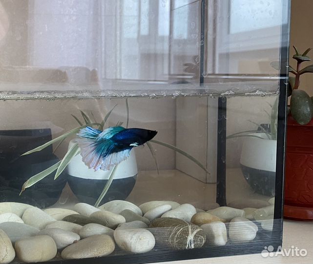 Рыбка петушок или бойцовская