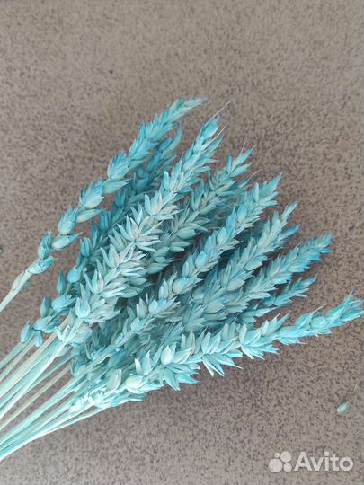 Сухоцвет пшеница