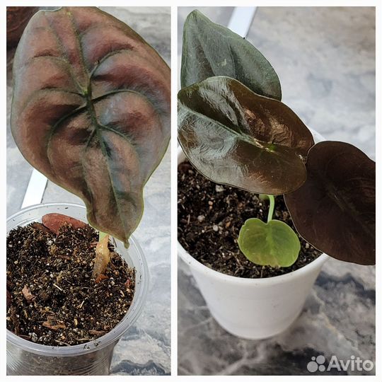 Алоказия медная Red Secret