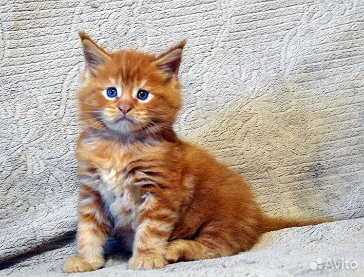 Котята мэйн-кун