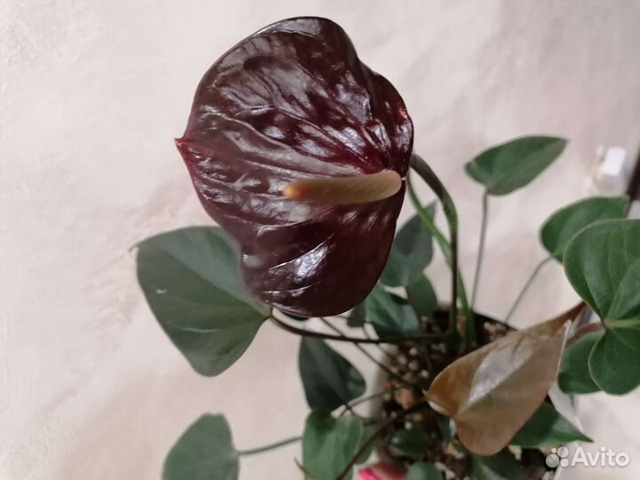 Антуриум Black Lоve