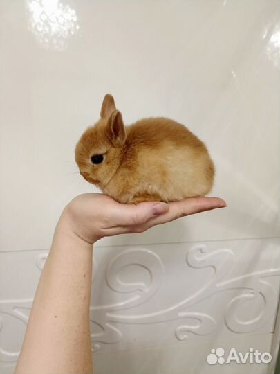 Мини кролик Минор