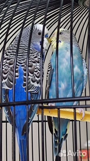 Волнистый попугай с клеткой