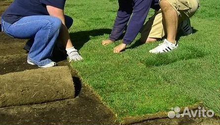 Рулонный газон