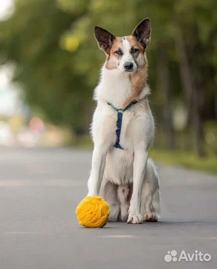 Собаки бесплатно в добрые руки