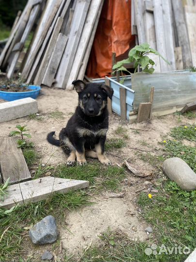 Собака в добрые руки щенки лайки, сучки