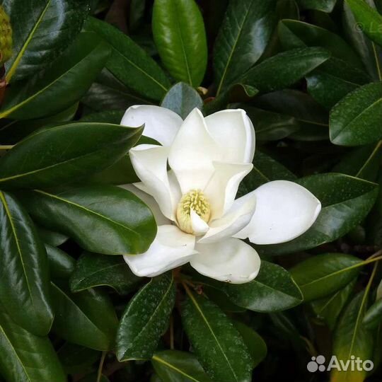 Магнолия