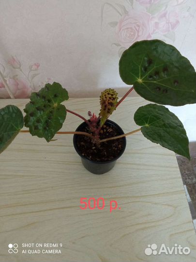 Бегония с шипами