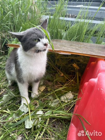 Кошка в добрые руки