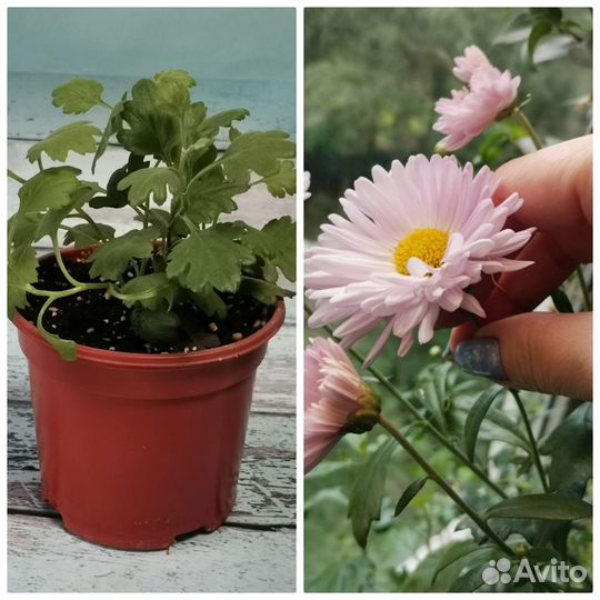 Отдам в добрые руки корейскую хризантему