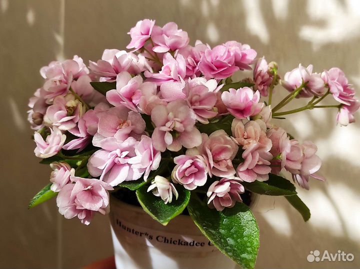 Набор стартеров мини и полумини фиалок