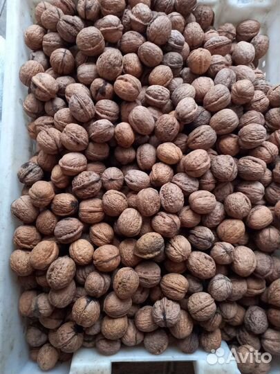 Продам грецкий орех в скорлупе