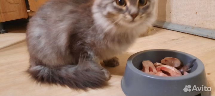 Кошка подросток