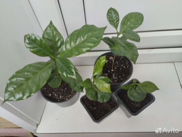 Комнатные растения