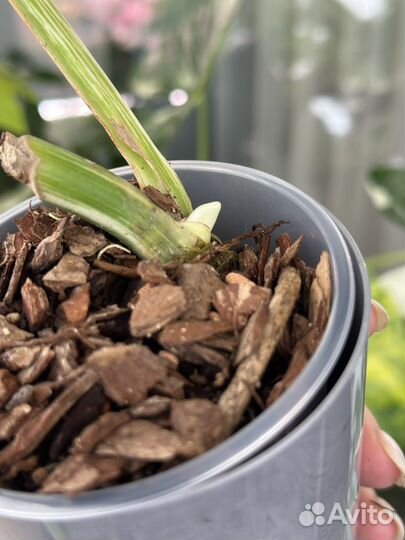 Монстера альба