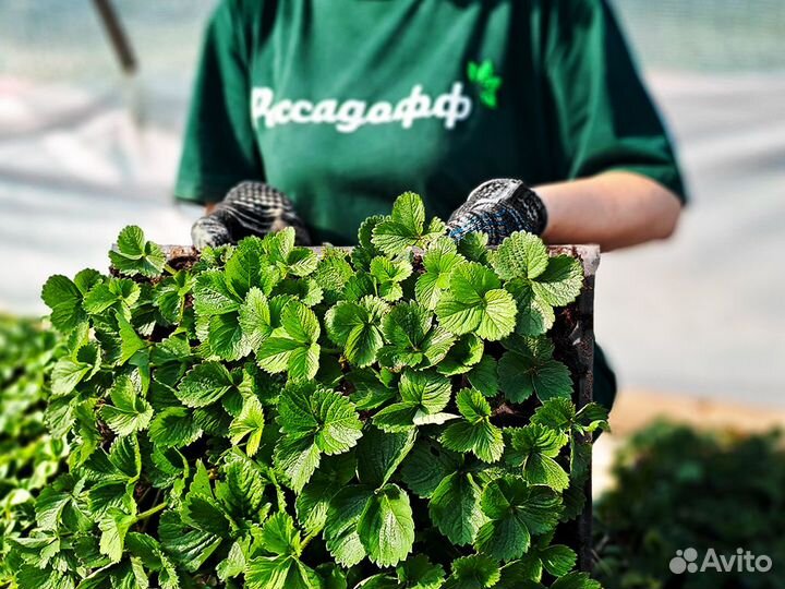 Рассада клубники. Крупная ягода