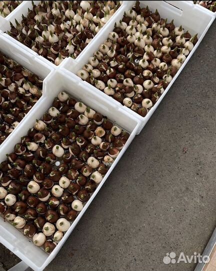 Высокодоходный готовый бизнес. Тепличный комплекс