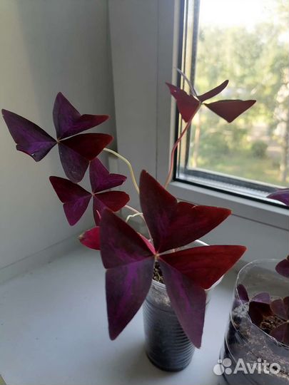 Комнатные цветы