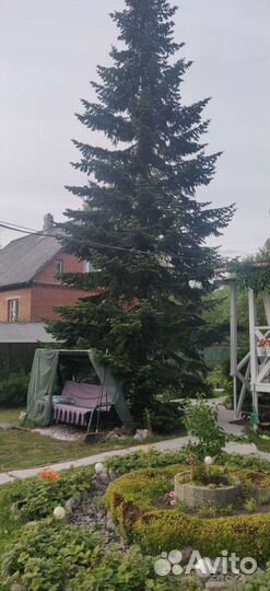 Ель для городского праздника