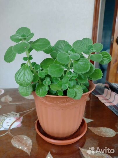 Комнатная мята (плектрантус)