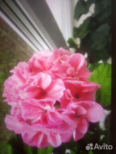 Пеларгония герань