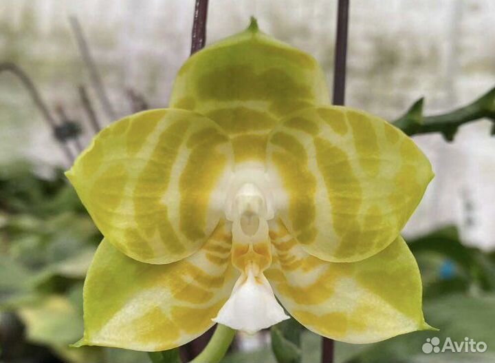 Орхидея P. Mituo Reflex King ‘ Mituo’