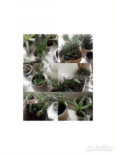 Растения, суккуленты, кактусы, цветы