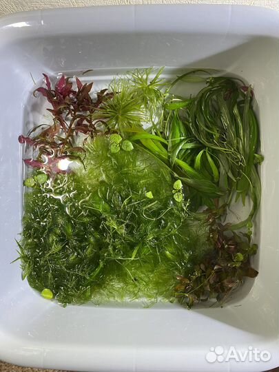 Аквариумная прополка